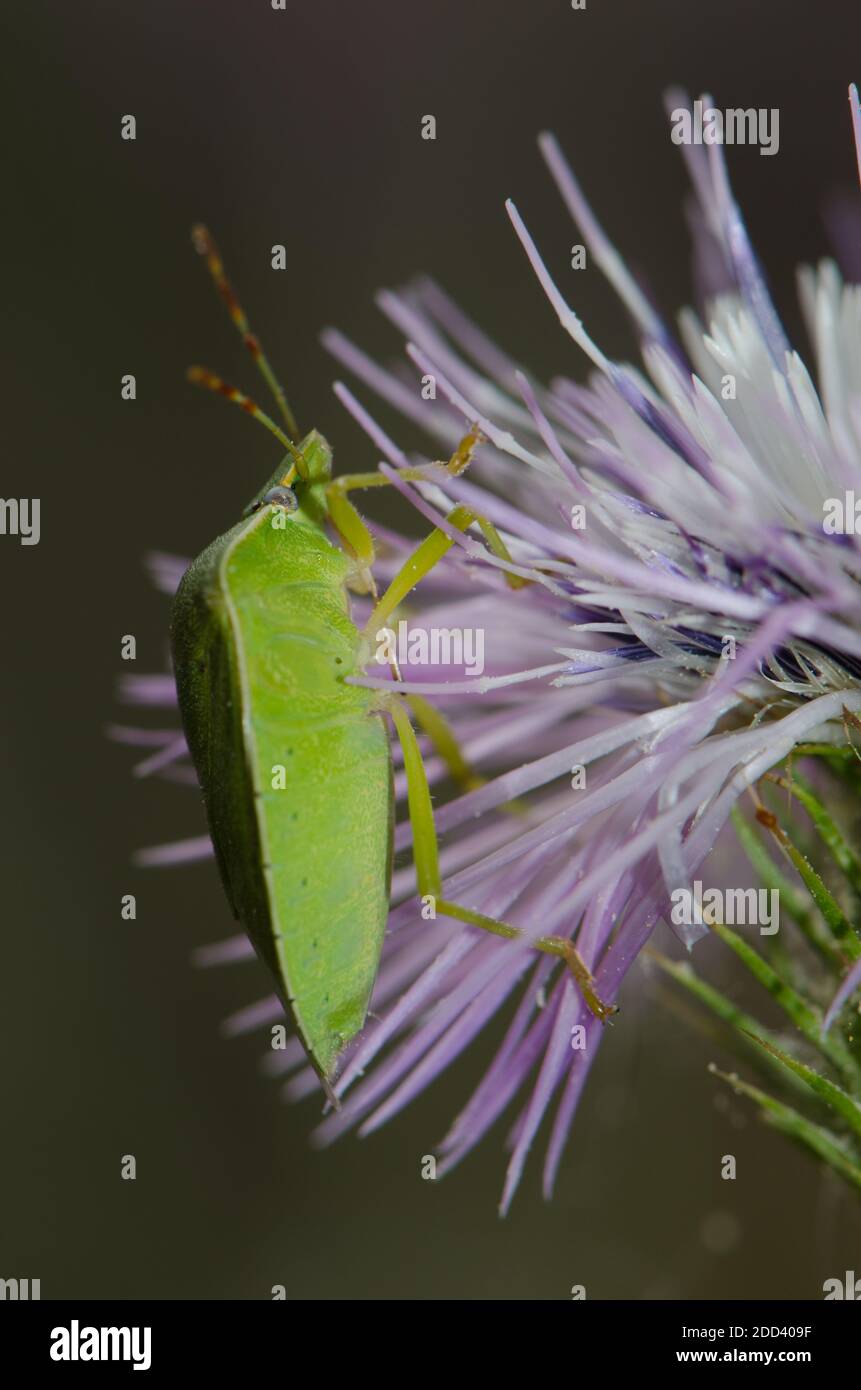 Nezara viridula, insecte de bouclier vert du sud, sur le chardon à lait violet Galates tomentosa. Inagua. Tejeda. Grande Canarie. Îles Canaries. Espagne. Banque D'Images