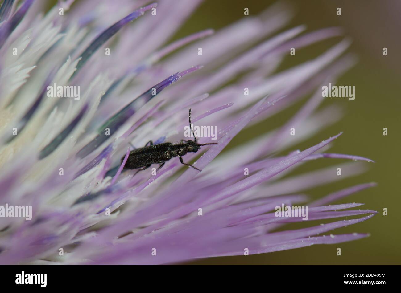 Coléoptère sur une fleur de chardon à lait violet Galatites tomentosa. Réserve naturelle intégrale de l'Inagua. Tejeda. Grande Canarie. Îles Canaries. Espagne. Banque D'Images