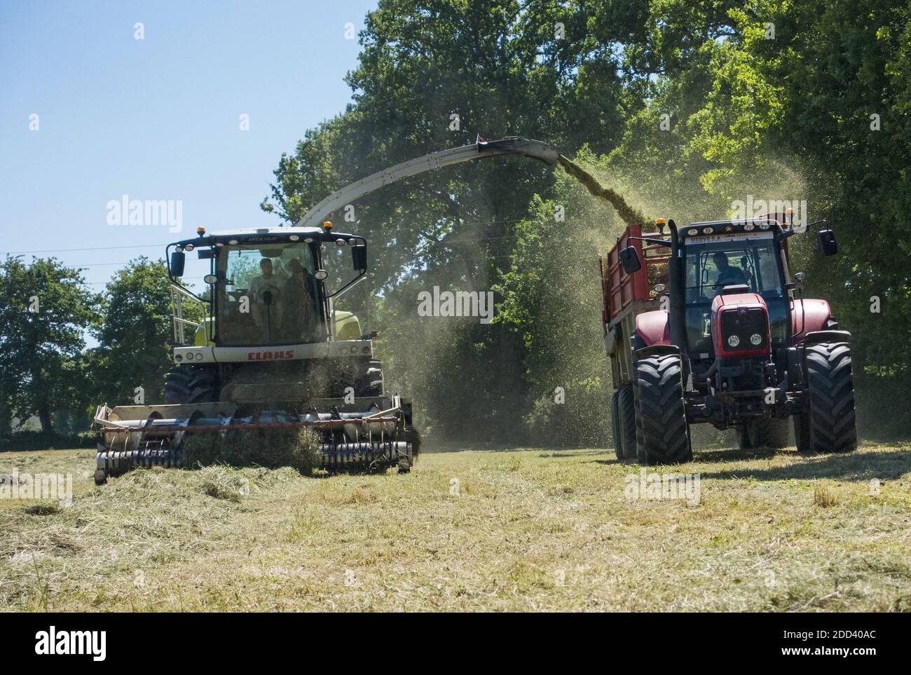 Ensilage d'herbe. Moissonneuse-batteuse et tracteur dans un champ, ferme à Guipel (Bretagne, nord-ouest de la France) Banque D'Images