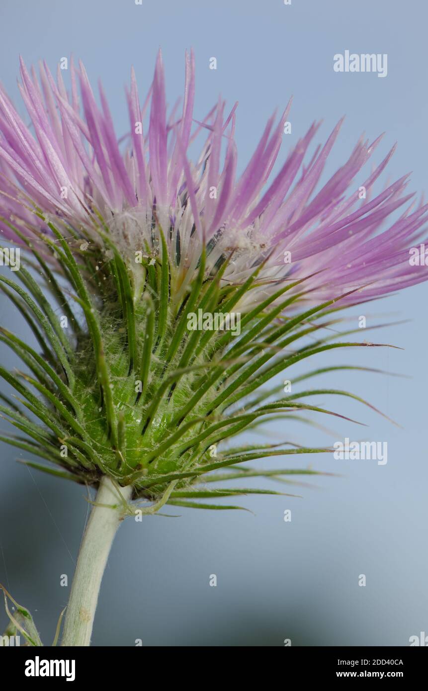Fleur d'un chardon au lait violet Galatites tomentosa. Réserve naturelle intégrale de l'Inagua. Tejeda. Grande Canarie. Îles Canaries. Espagne. Banque D'Images
