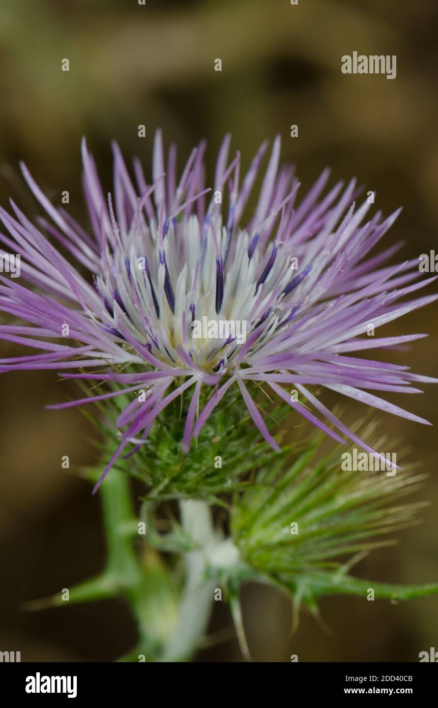 Fleur d'un chardon au lait violet Galatites tomentosa. Réserve naturelle intégrale de l'Inagua. Tejeda. Grande Canarie. Îles Canaries. Espagne. Banque D'Images