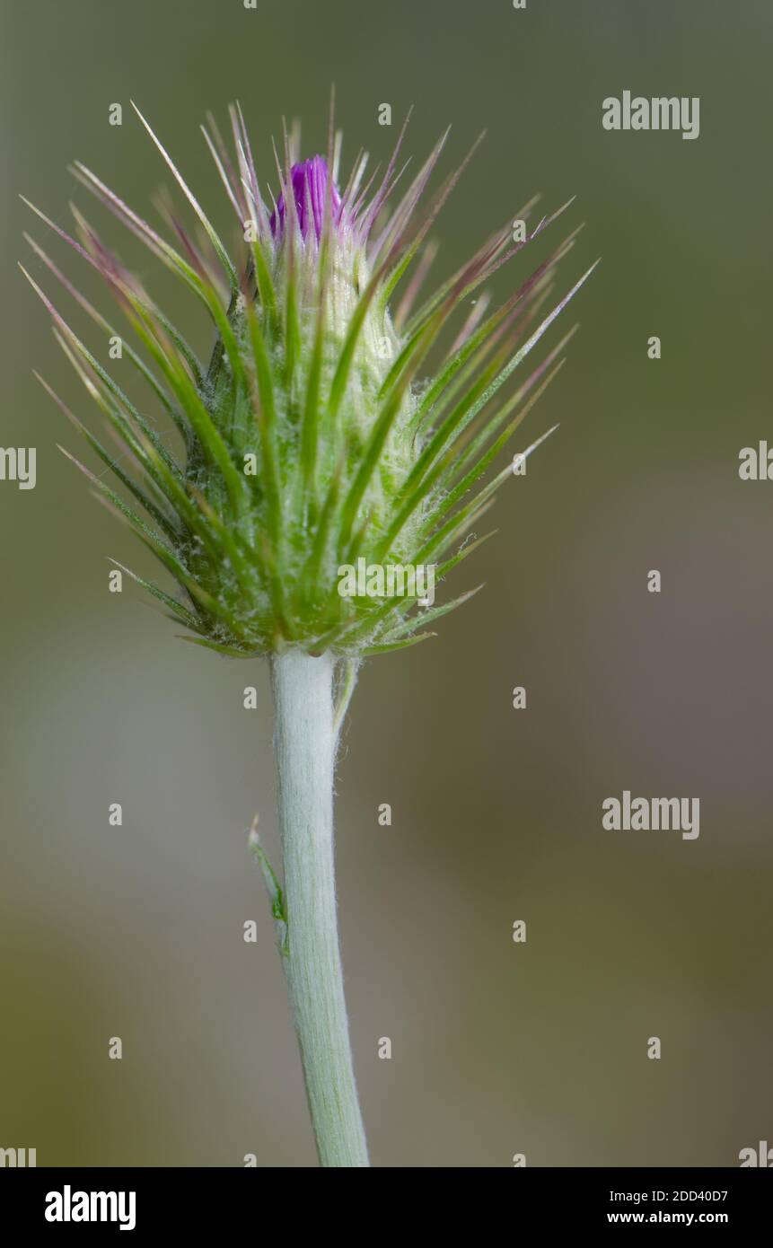 Fleur non ouverte d'un chardon à lait violet Galatis tomentosa. Réserve naturelle intégrale de l'Inagua. Tejeda. Grande Canarie. Îles Canaries. Espagne. Banque D'Images