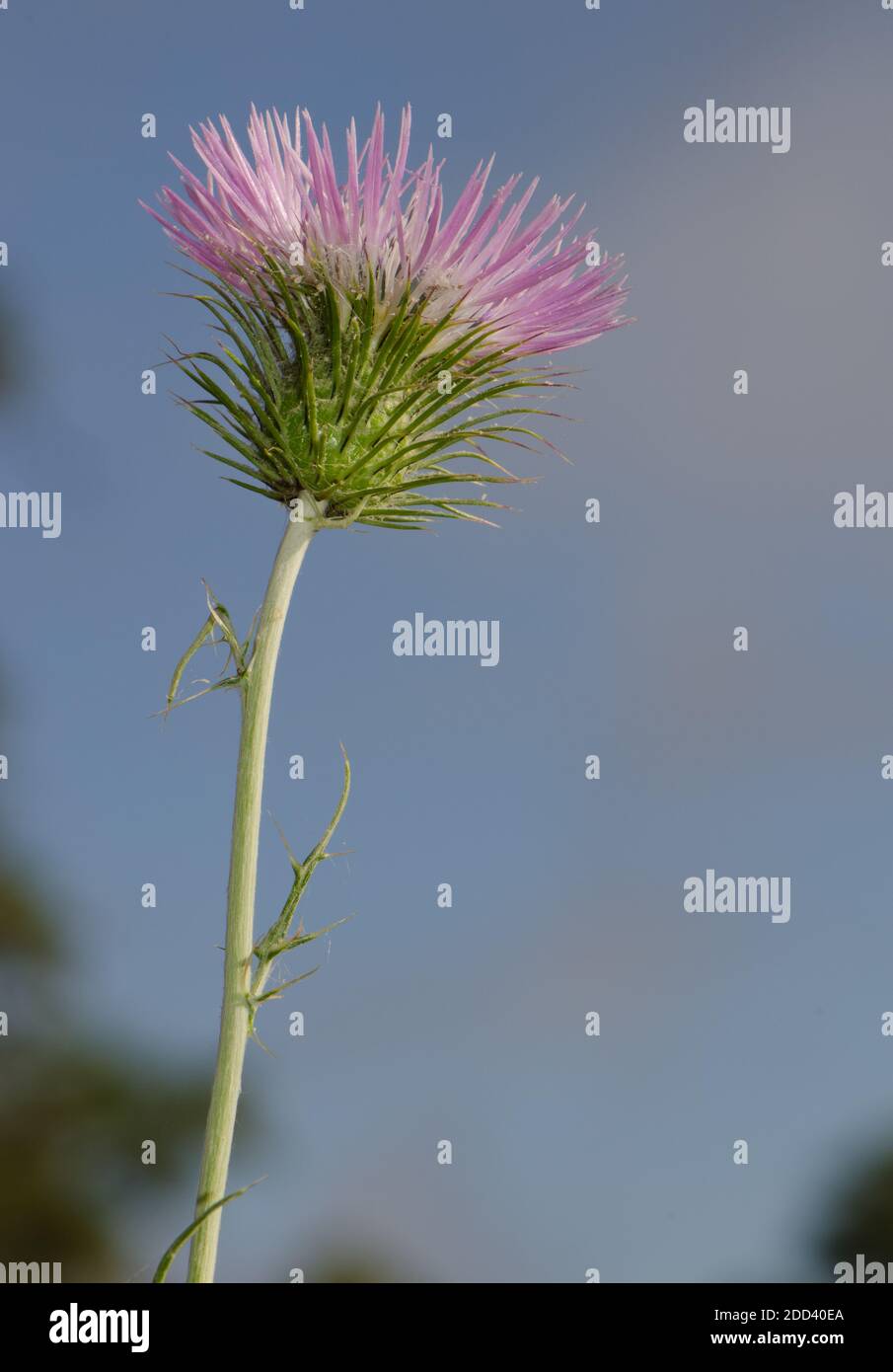 Fleur d'un chardon au lait violet Galatites tomentosa. Réserve naturelle intégrale de l'Inagua. Tejeda. Grande Canarie. Îles Canaries. Espagne. Banque D'Images