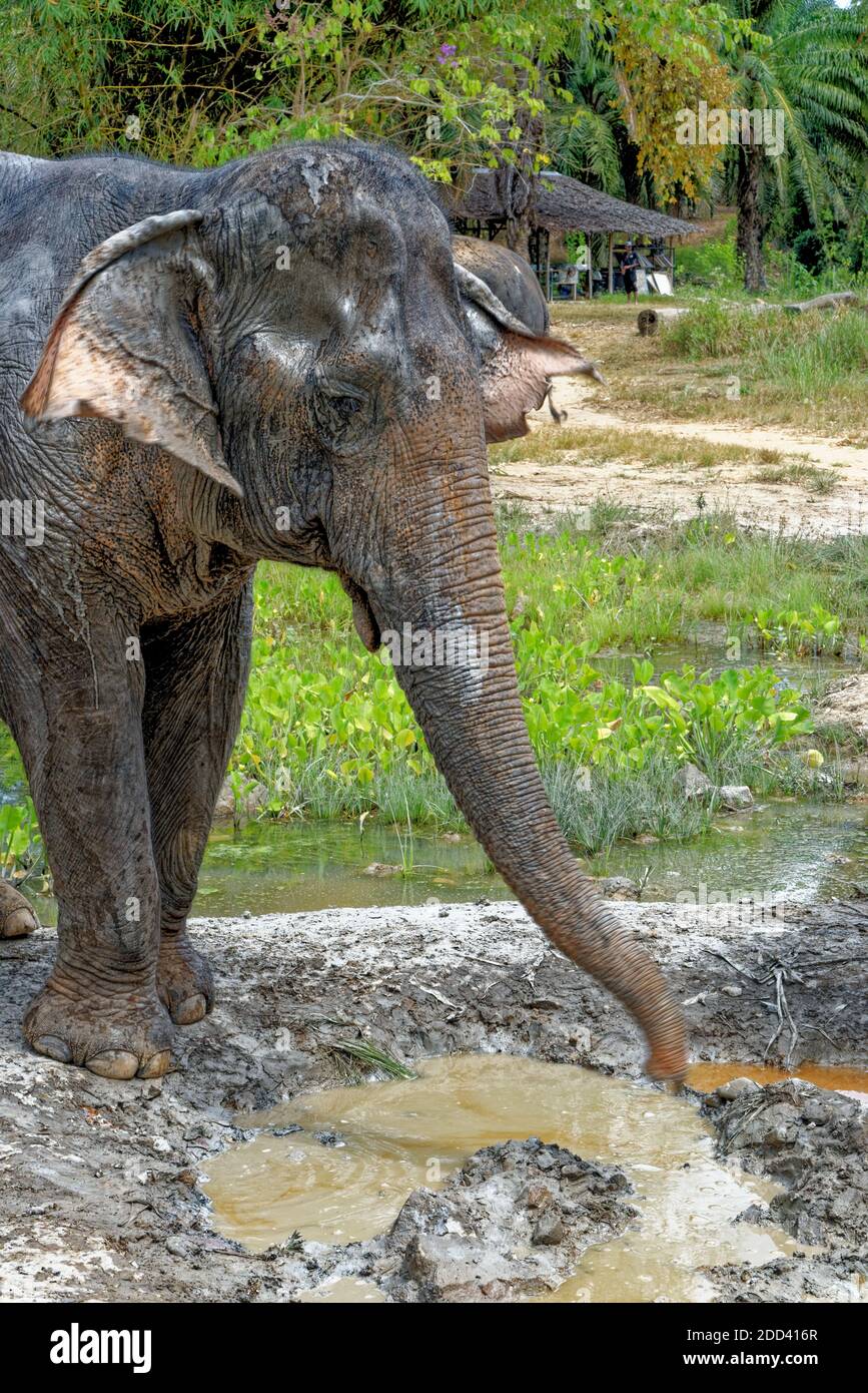 Bain avec les éléphants au sanctuaire de Krabi Elephant House Sanctuary - Thaïlande. Destination de voyage dans la région de Krabi - 27 janvier 2020 Banque D'Images