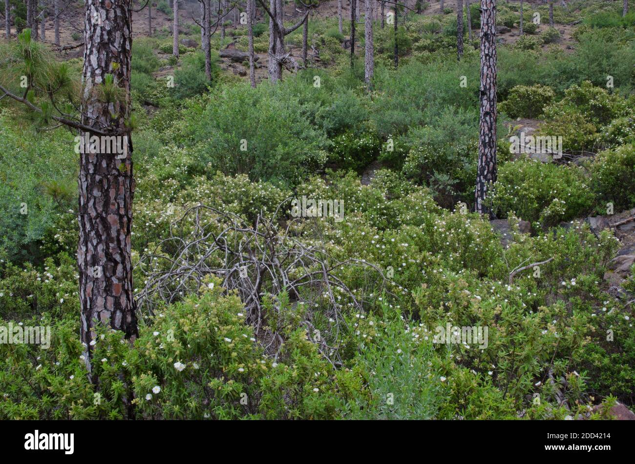 Forêt de pins de l'île des Canaries Pinus canariensis avec arbustes de Montpellier cistus Cistus monspeliensis. Inagua. Grande Canarie. Îles Canaries. Espagne. Banque D'Images