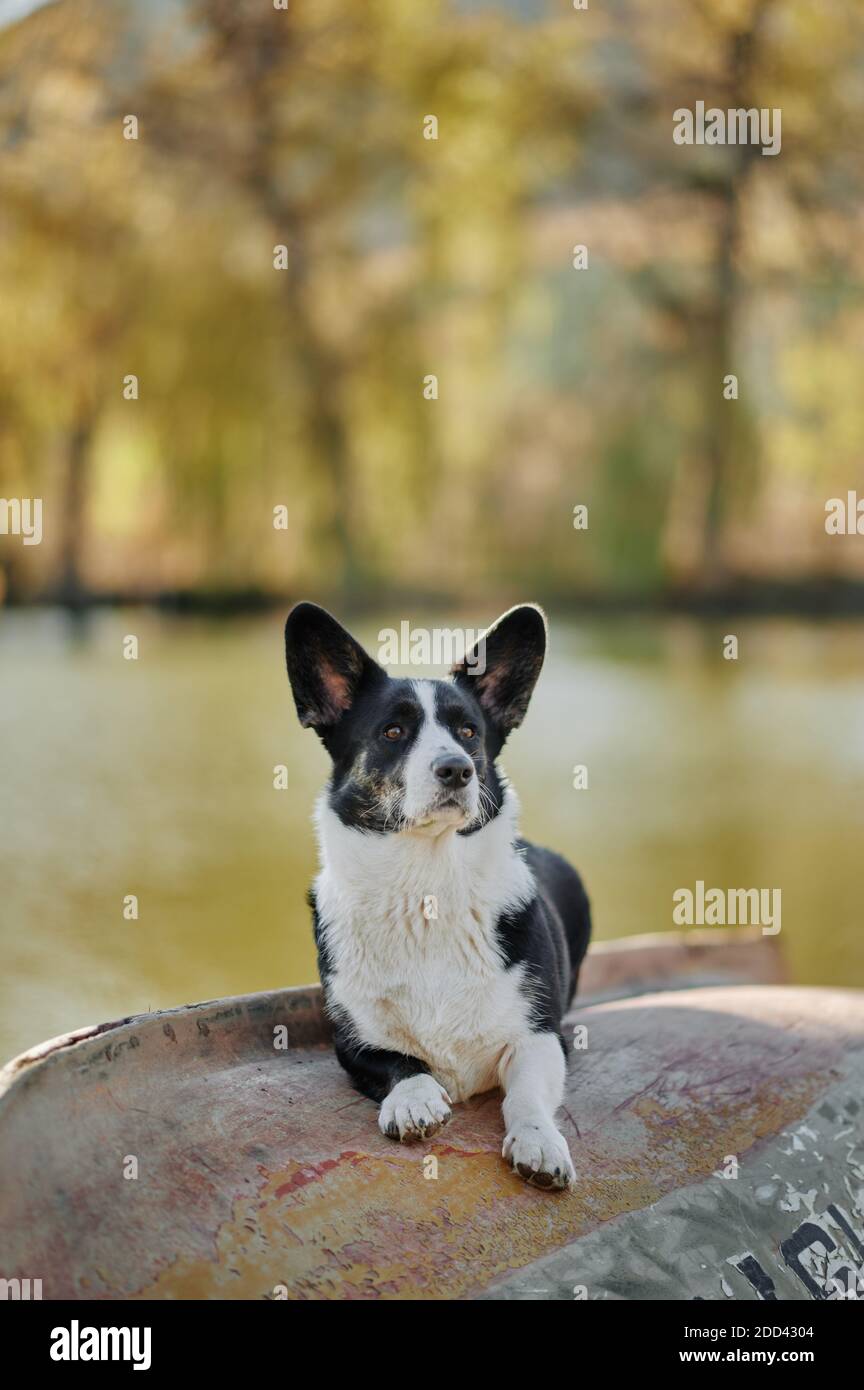 Cardigan welsh corgi est assis sur le bateau au bord du lac à l'automne vue sur la nature. Chien heureux en plein air. Petit chien berger noir et blanc. Banque D'Images