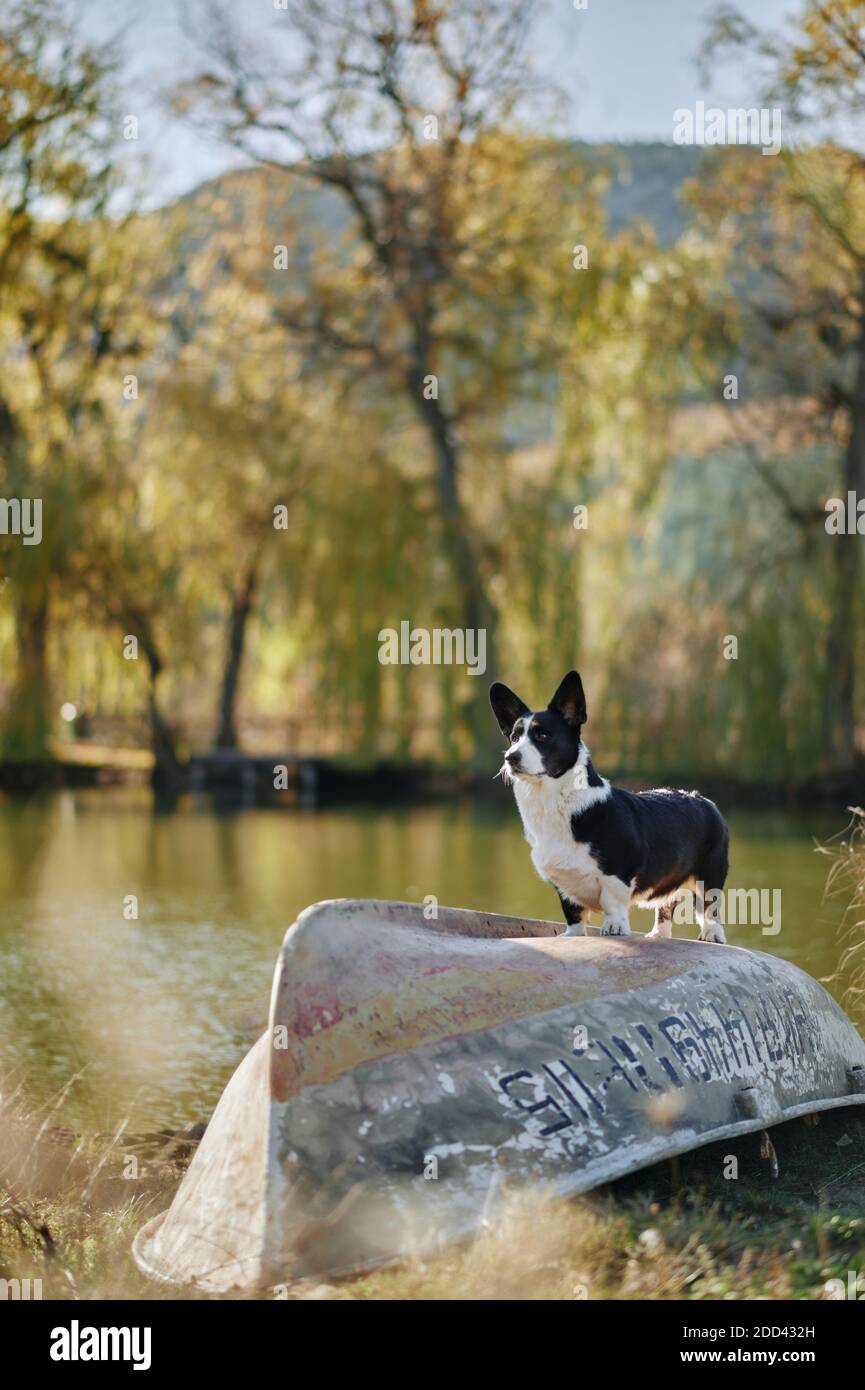 Cardigan welsh corgi est debout sur le bateau au bord du lac à l'automne vue nature. Chien heureux en plein air. Petit chien berger noir et blanc. Banque D'Images