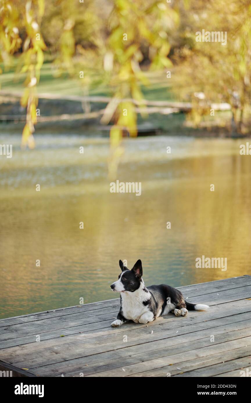 Cardigan welsh corgi est situé à l'automne vue sur la nature. Chien heureux en plein air. Petit chien berger noir et blanc. Banque D'Images