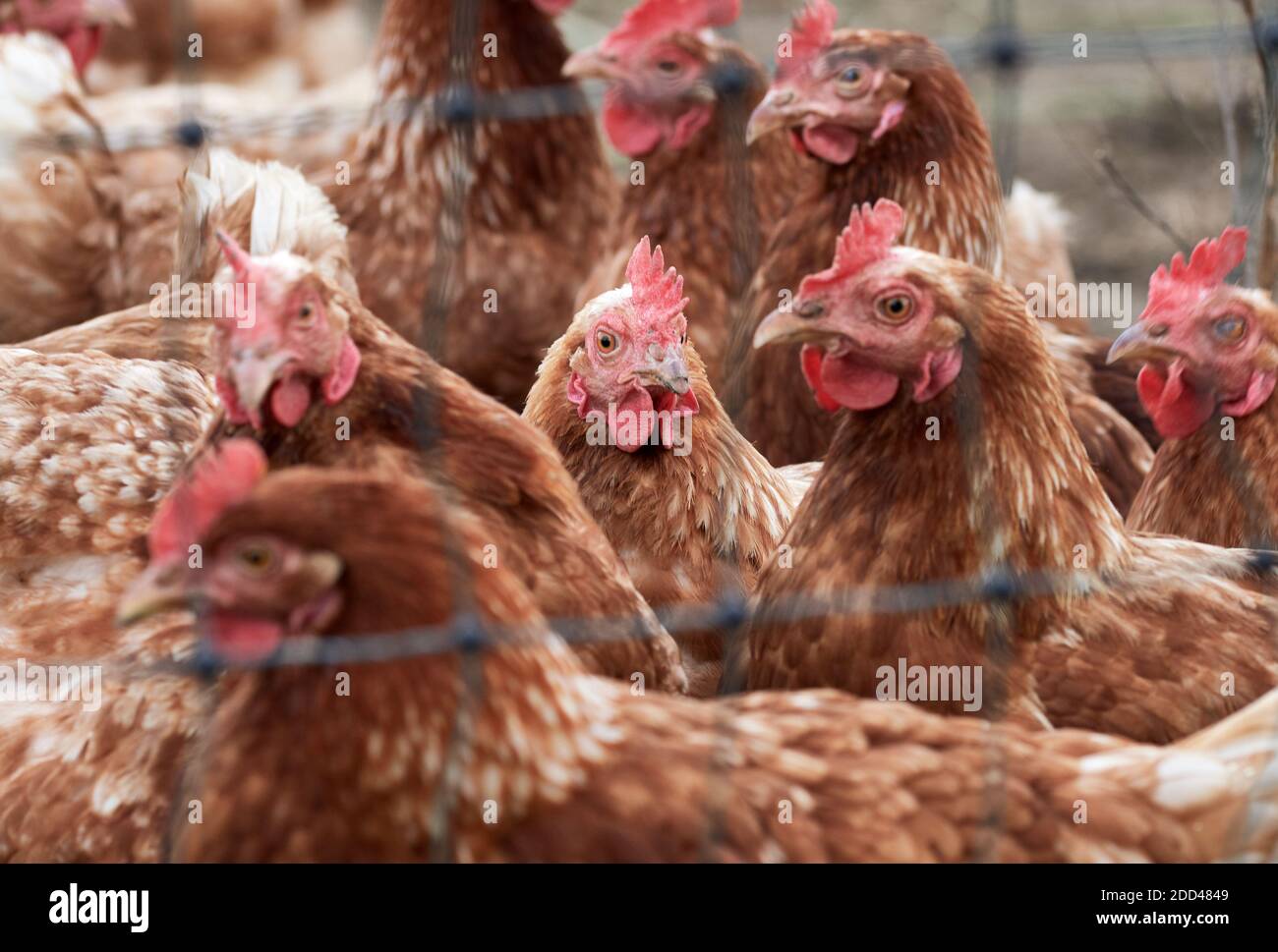 Poules de la gamme libre sur une ferme de volaille biologique derrière un fil de poulet Banque D'Images