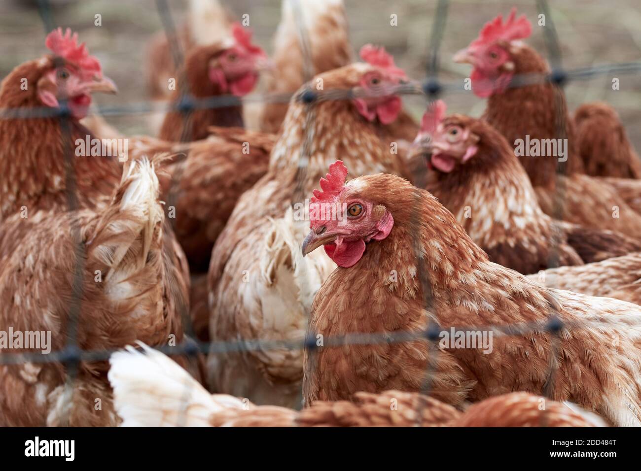Troupeau de poules dans une ferme de volaille biologique derrière un fil de poulet Banque D'Images
