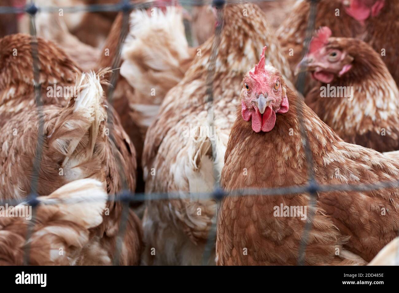 Gros plan d'un troupeau de poules en liberté sur un ferme de volaille biologique derrière un fil de poulet Banque D'Images