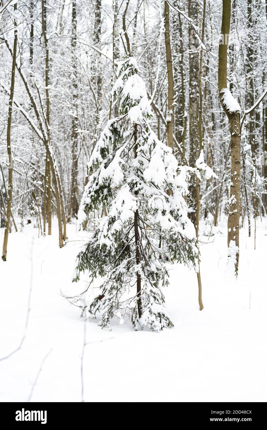 La neige couvrait les arbres de Noël dans la forêt enneigée d'hiver Banque D'Images