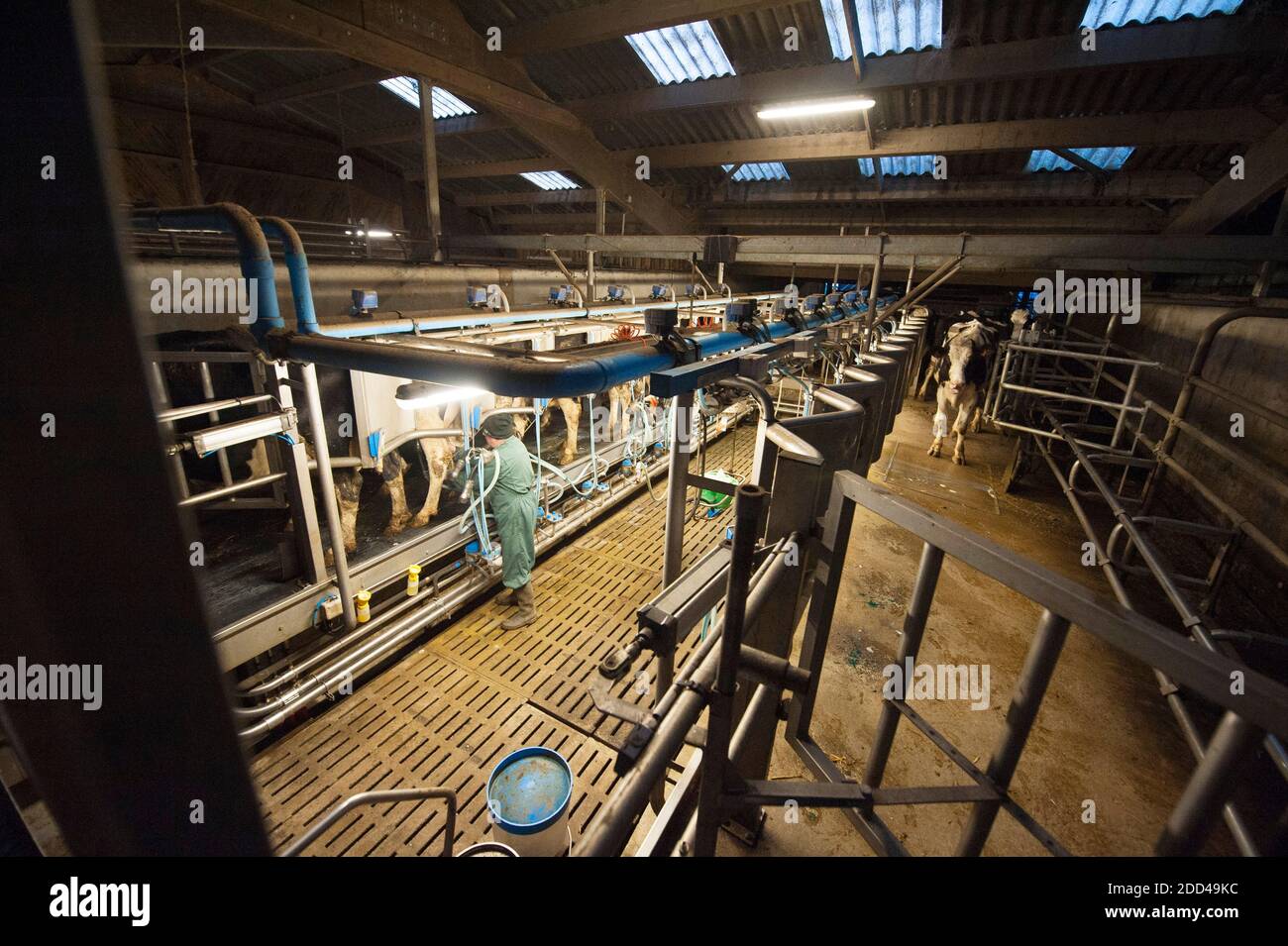 Bazouges-sous-Hède (Bretagne, nord-ouest de la France) : élevage et production laitière. Vaches et fermier dans un salon de traite. Banque D'Images