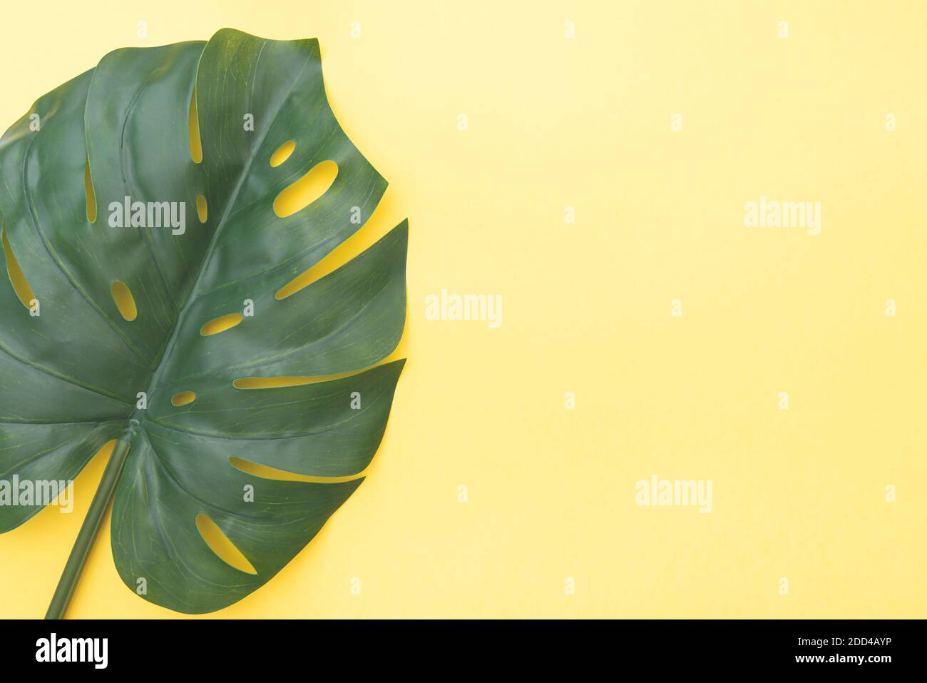 Composition florale avec feuille verte Monstera sur fond jaune, vue de dessus, disposition avec espace pour le texte Banque D'Images