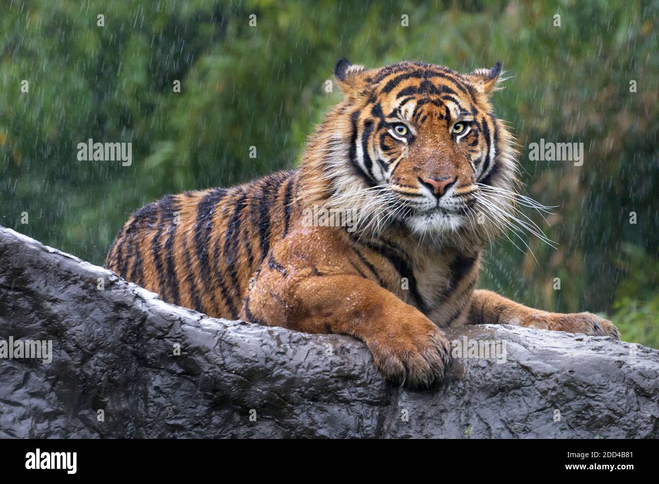 Tigre de Sumatra Banque D'Images