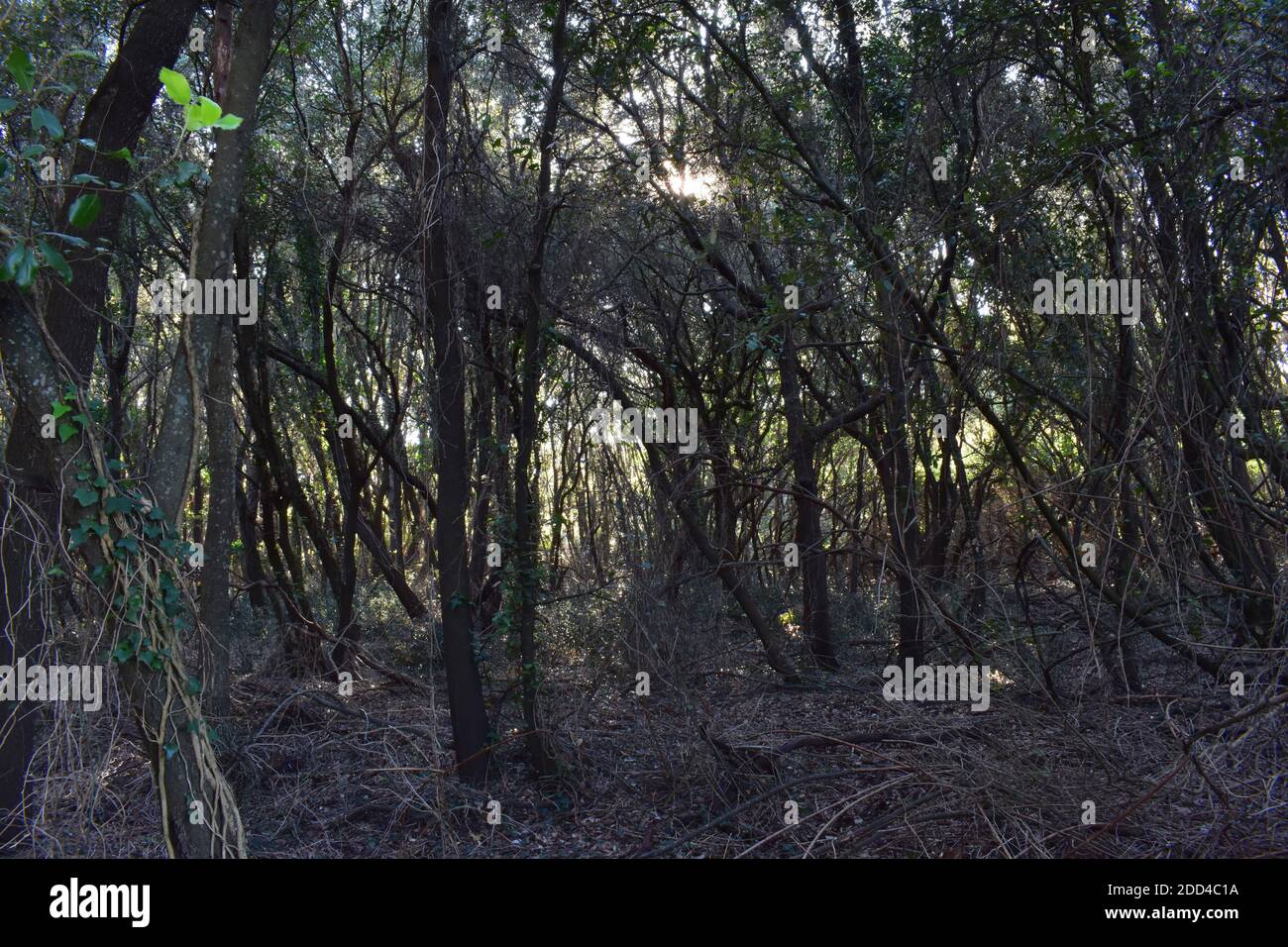 Un sunbeam à travers une glade isolée frappe une feuille. Feuille verte. Forêt sombre. Marron Banque D'Images