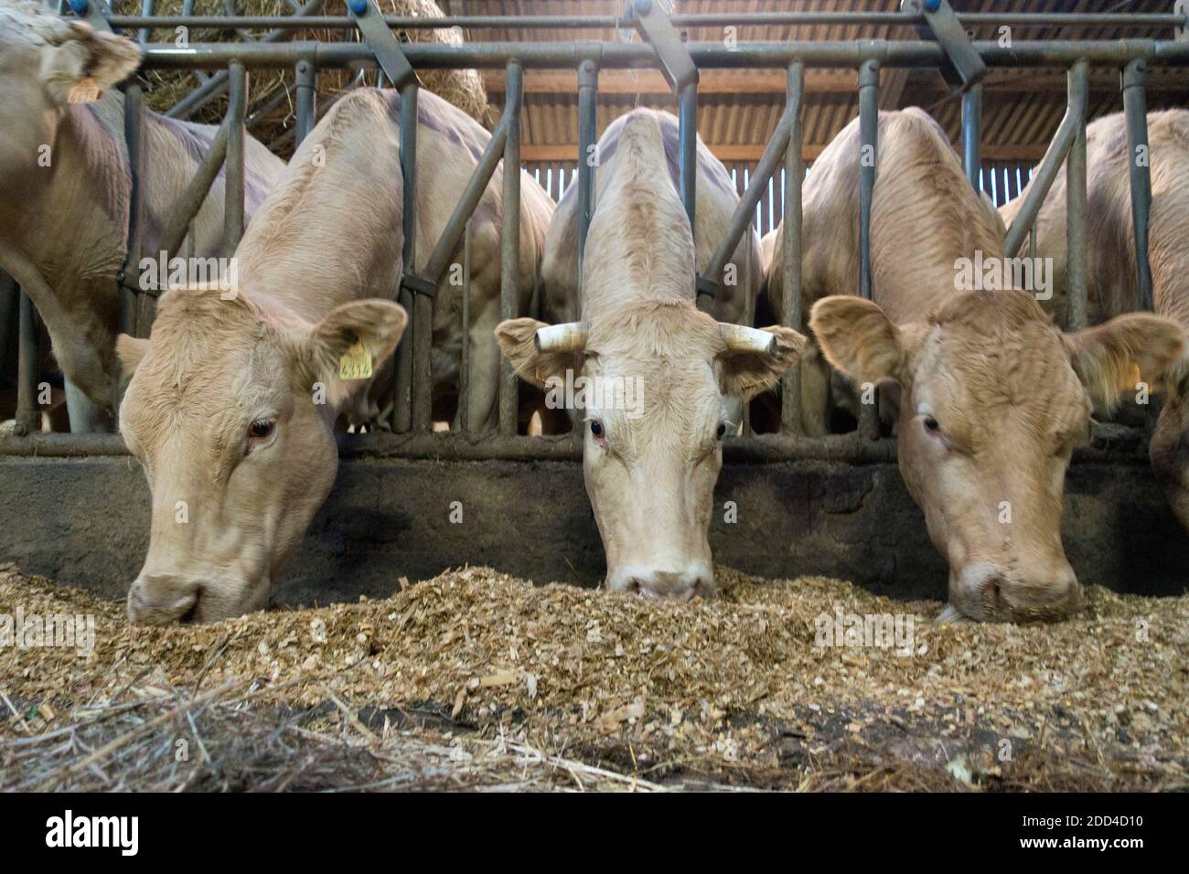 Plouvorn (Bretagne, nord-ouest de la France) : élevage de vaches allaitantes, bétail Blonde d’Aquitaine Banque D'Images