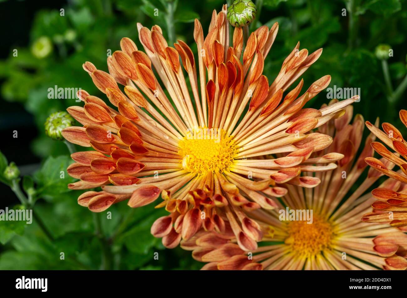 Chrysanthème 'Louise' une plante de fleur d'automne rose orange d'été communément connue sous le nom de mums ou chrysanths, image de stock photo Banque D'Images