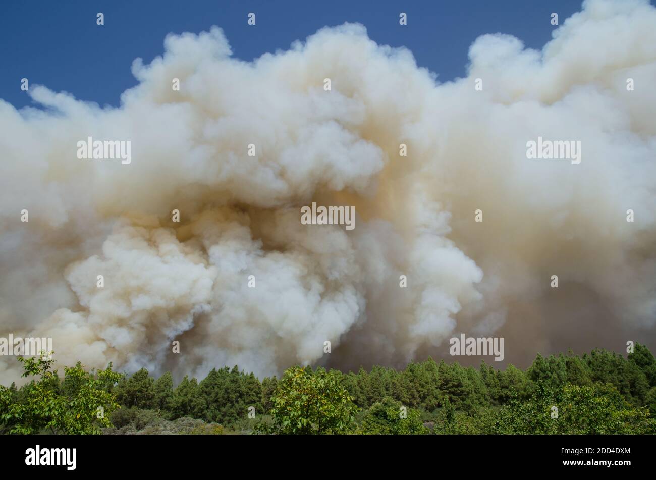 Feu de forêt dans le parc rural de Nublo. Tejeda. Grande Canarie. Îles Canaries. Espagne. Banque D'Images