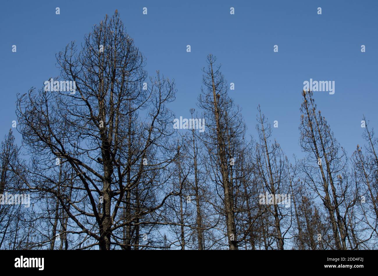 Forêt brûlée de pin de l'île des Canaries Pinus canariensis. Llanos de Ana Lopez. Paysage protégé de Las Cumbres. Grande Canarie. Îles Canaries. Espagne. Banque D'Images