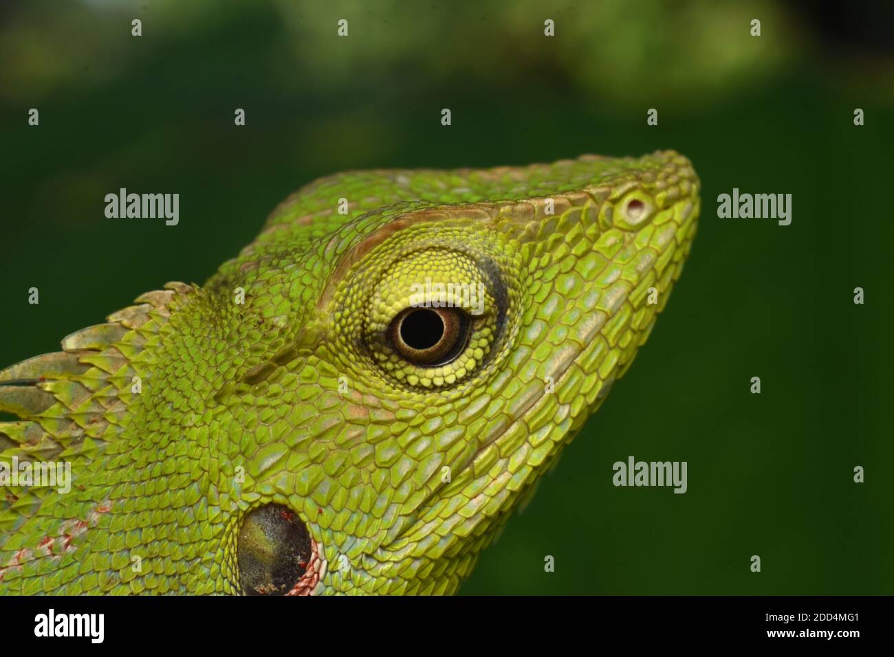 Vue rapprochée sur le lézard de forêt mandée Banque D'Images
