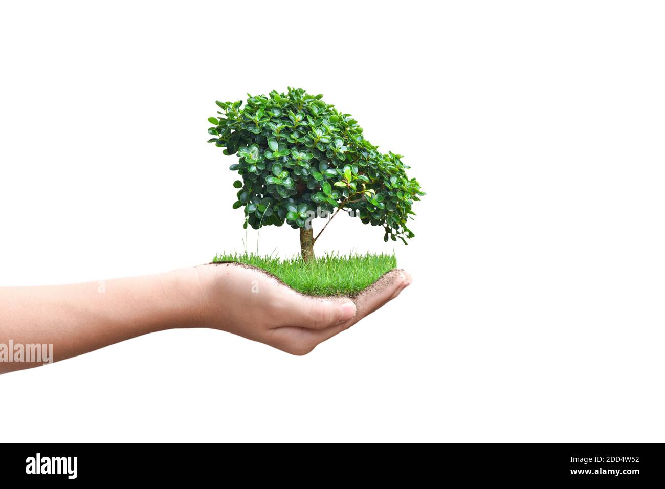 Mains tenant un jeune arbre isolé sur fond blanc. Environnement Journée de la Terre Banque D'Images