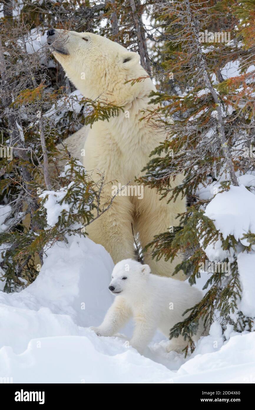 Mère d'ours polaire (Ursus maritimus) avec un nouveau cub né à den, parc national Wapusk, Manitoba, Canada. Banque D'Images