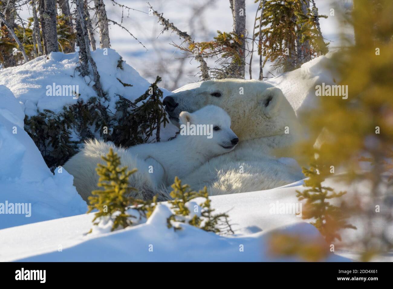 Mère d'ours polaire (Ursus maritimus) avec un nouveau-né de cub qui s'embrasse à den, parc national Wapusk, Manitoba, Canada. Banque D'Images