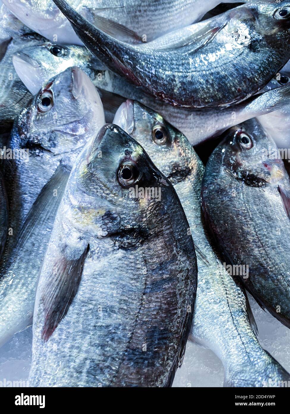 Poisson de dorade à tête dorée en plein format, vue rapprochée de ci-dessus sur un comptoir de fruits de mer Banque D'Images