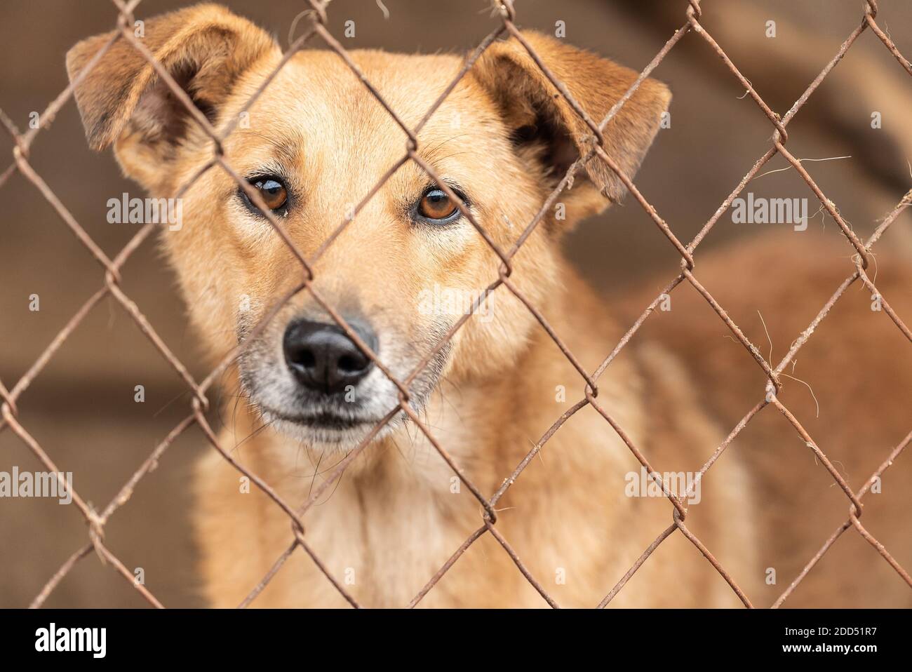 Chien sans abri dans un abri pour les chiens Banque D'Images