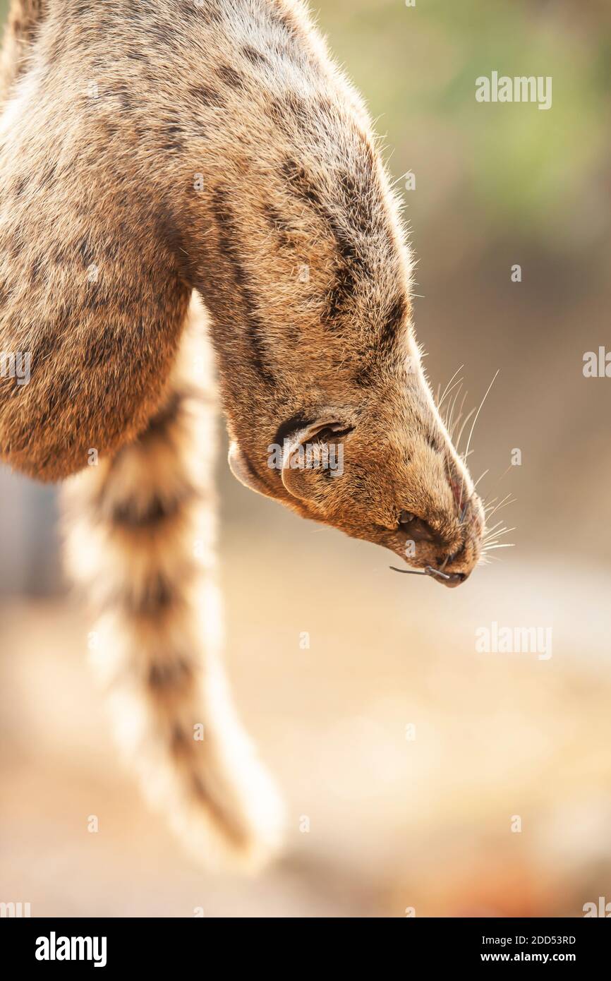 Une Civet suspendue à l'envers en solde sur le bord de la route. Concept de commerce illégal de la faune. Banque D'Images