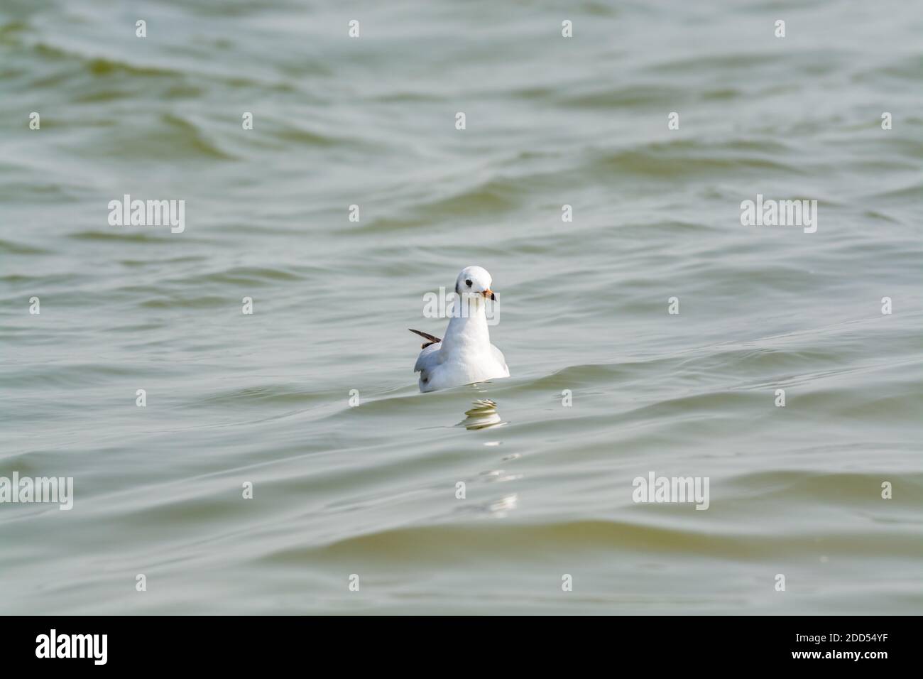 Un mouette blanche nageant sur l'eau dans la baie de Shenzhen, en Chine Banque D'Images