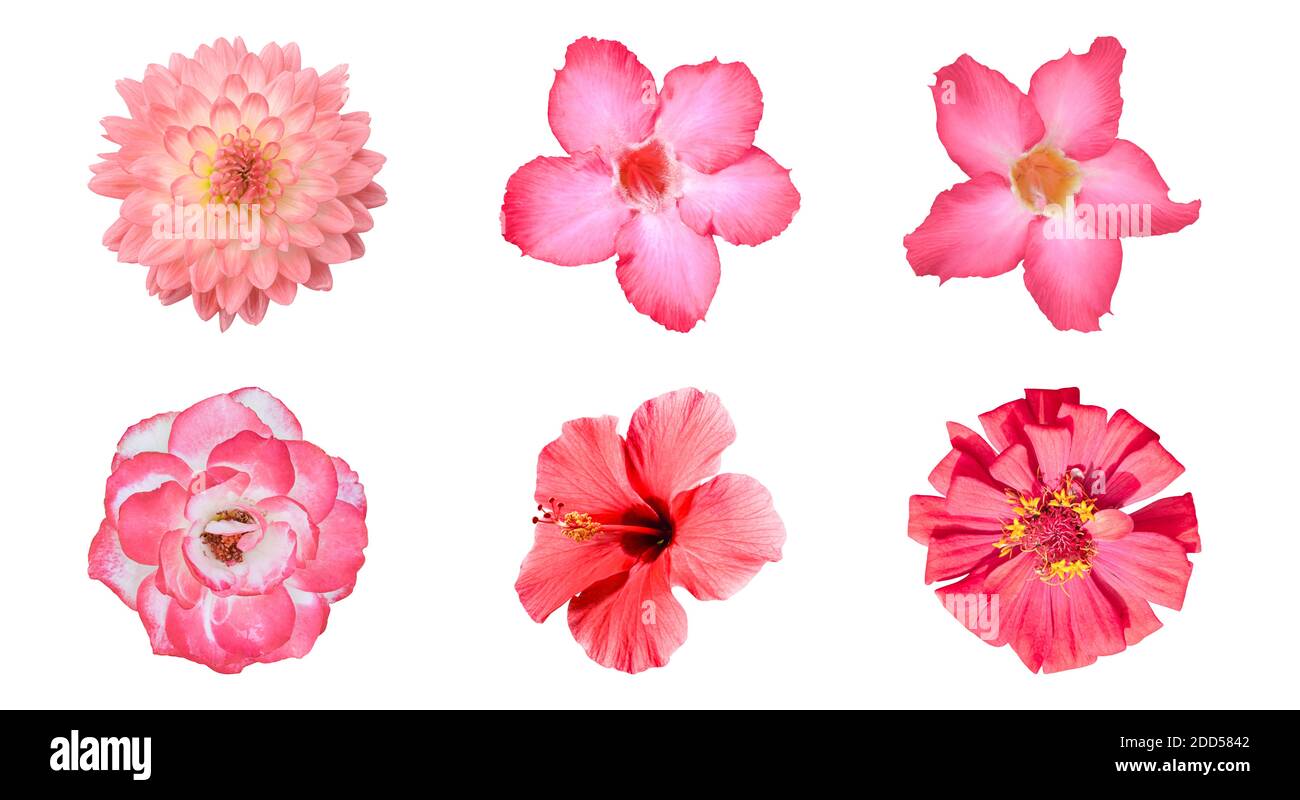 Diverses fleurs rouges isolées sur fond blanc avec un masque. Ensemble de fleurs Dahlia, Adenium, Rose, Zinnia Banque D'Images