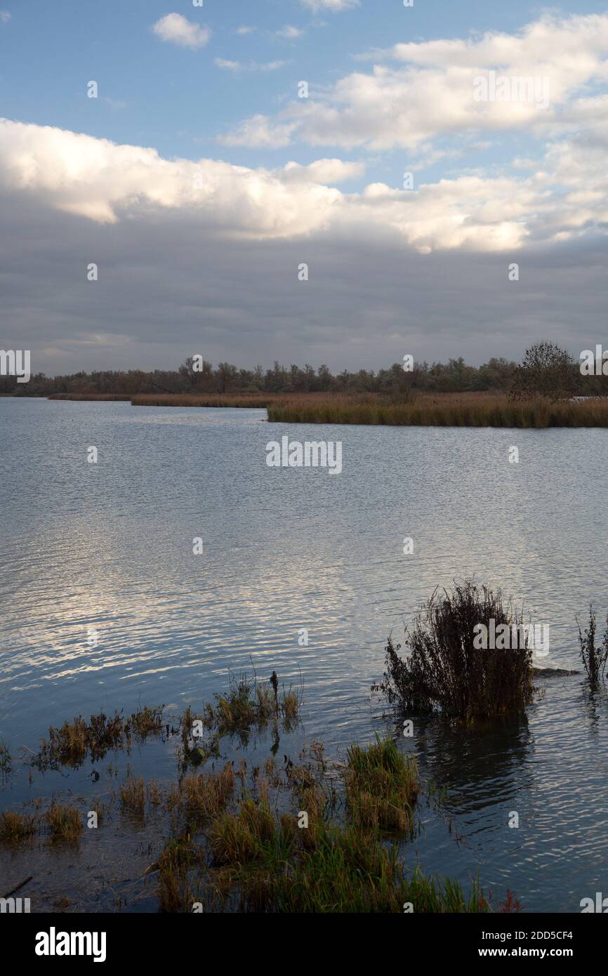 Paysage du parc national de Biesbosch, Brabant Nord, pays-Bas Banque D'Images