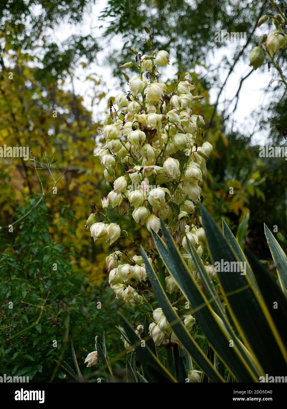 Plante de jardin cultivée populaire. Yucca Gloriosa, Yuccas, fleur de Yuccas, Lys de palmier, Dagger espagnol. Espaces ouverts, dunes de sable, jardins. Banque D'Images