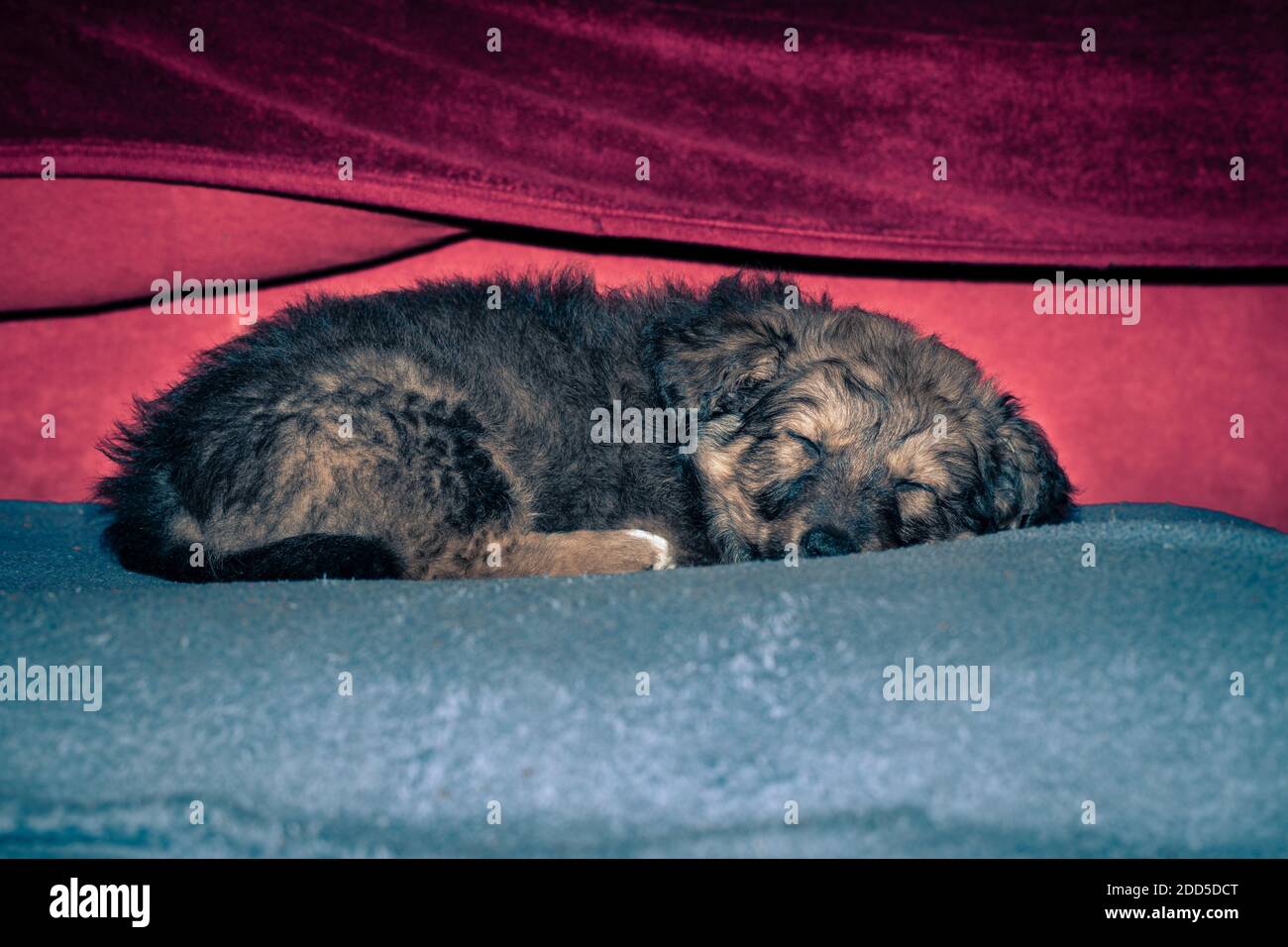 Chien dormant sur un coussin Banque de photographies et d’images à haute résolution Alamy