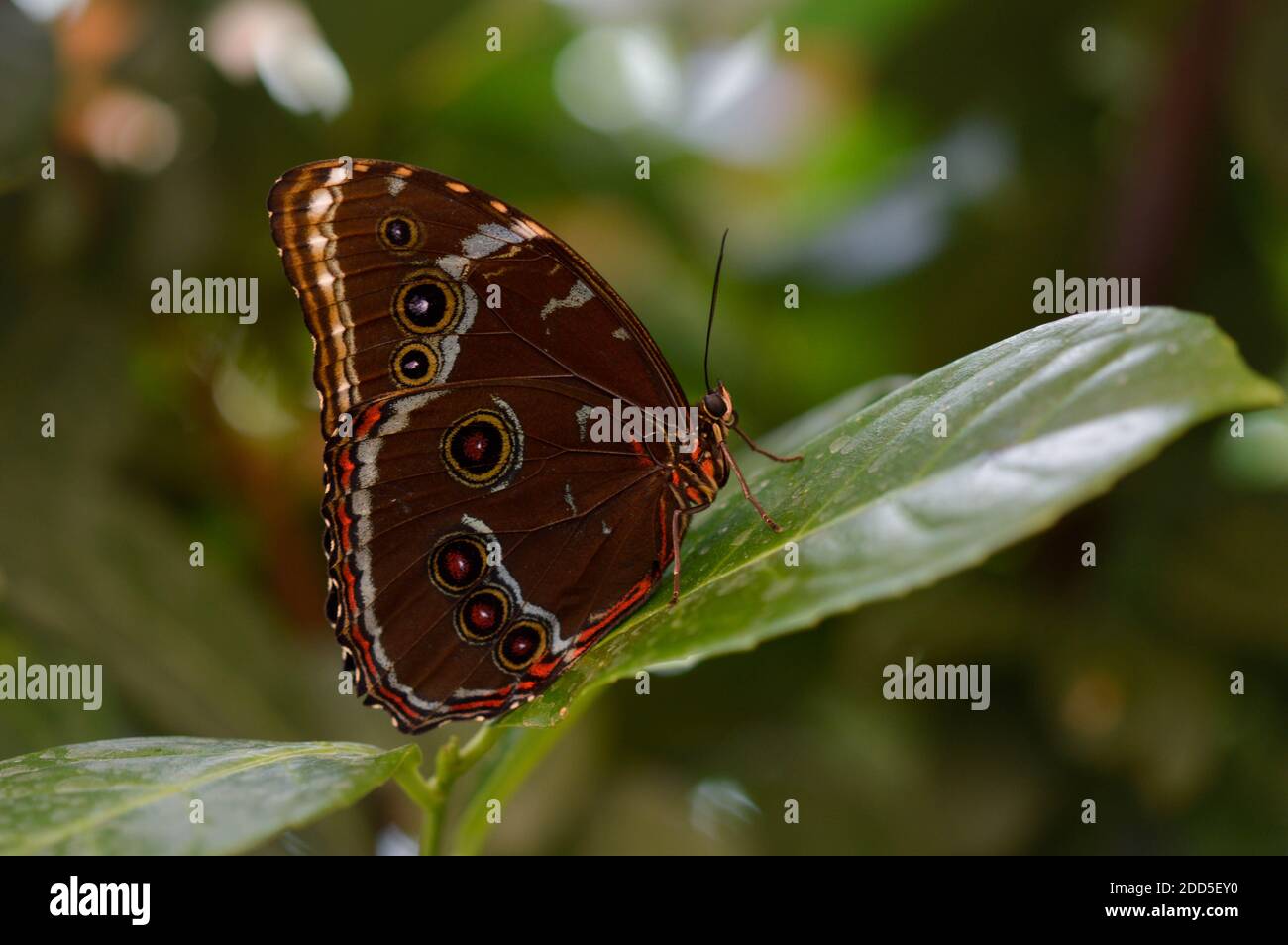 Morpho Peleides papillon tropical sur une feuille verte, macro gros plan, le dessous du papillon est brun avec des marques colorées. Banque D'Images