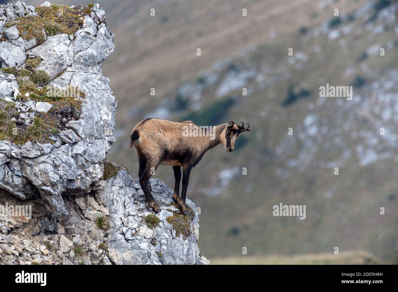 Géographie / Voyage, Allemagne, Bavière, Kruen, chamois dans la montagne de Soiern crête, Kruen, Uppe, droits-supplémentaires-dégagement-Info-non-disponible Banque D'Images