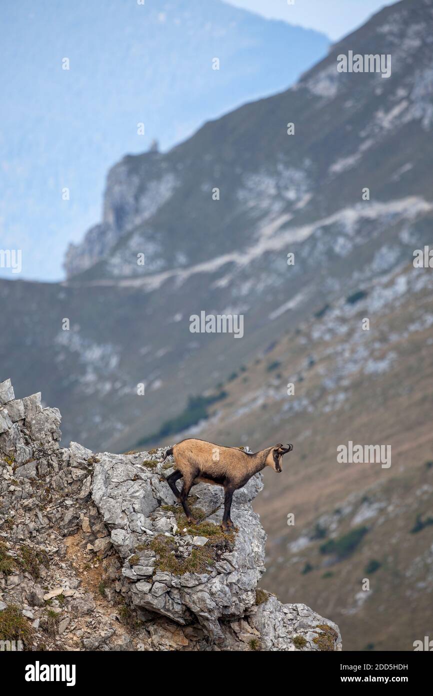 Géographie / Voyage, Allemagne, Bavière, Kruen, chamois dans la montagne de Soiern crête, Kruen, Uppe, droits-supplémentaires-dégagement-Info-non-disponible Banque D'Images