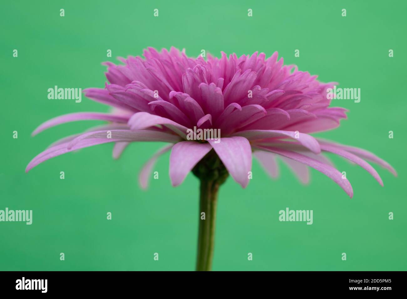 Gros plan de fleur chinoise rose vif avec pétales ouverts isolé sur un fond vert clair et simple et vu de ci-dessous Banque D'Images