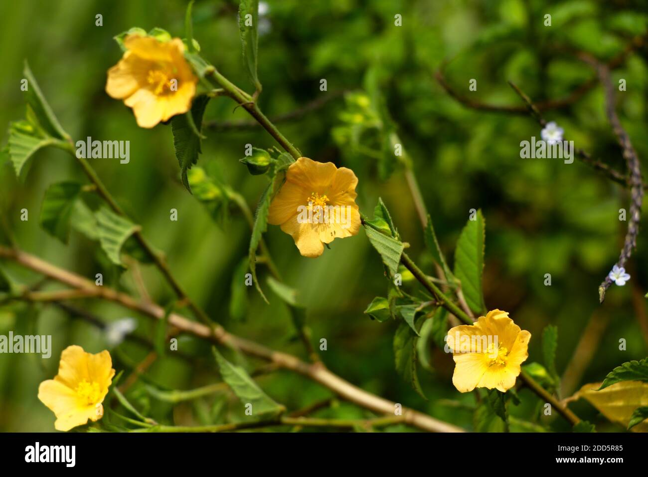 Fleur de couleur jaune clair de l'herbe de flanelle ou de sida cordifolia, sous-arbuste vivace Banque D'Images