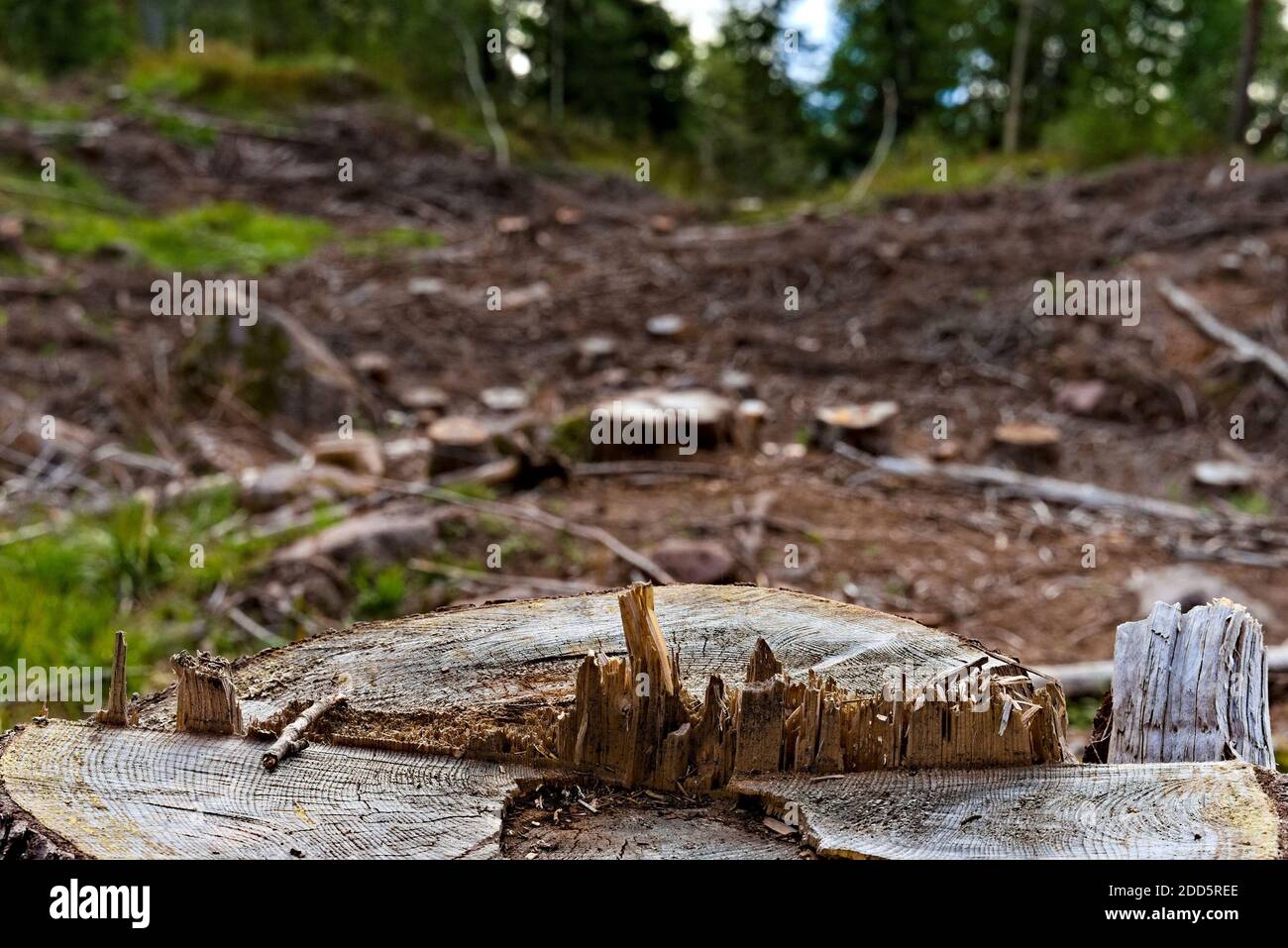 Gros plan d'une souche de pin avec une clairière floue de la forêt en arrière-plan. Banque D'Images