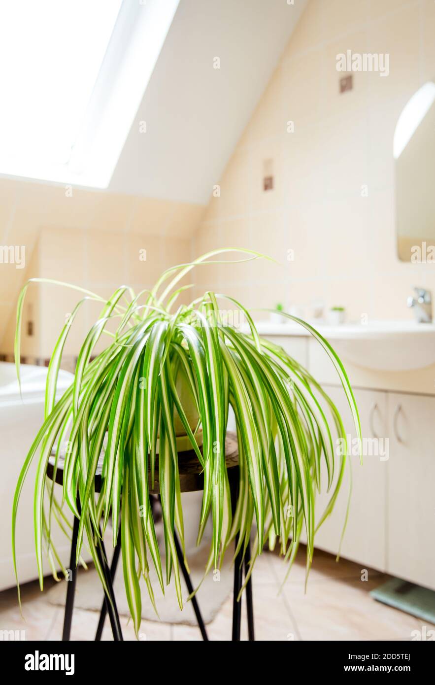 Chlorophytum comosum, appelé plante d'araignée ou plante d'avion poussant dans pot blanc dans salle de bains blanche lumineuse. Grande usine de purification de l'air. Banque D'Images