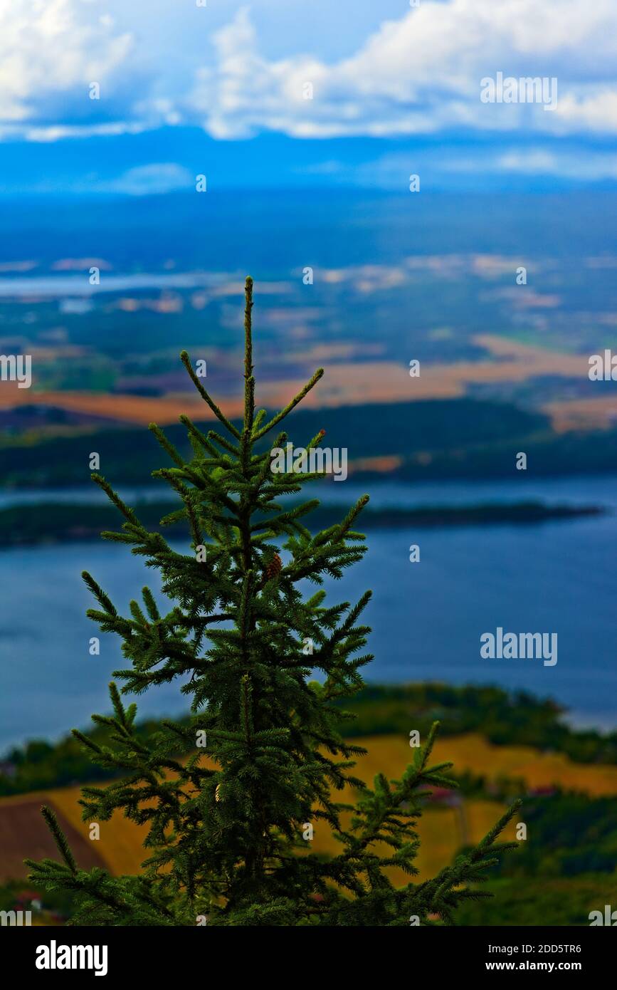 Arbre à aiguilles de pin vert croissant sur une pente de montagne, vue floue sur le lac, les champs et les nuages en arrière-plan . Photo de haute qualité Banque D'Images