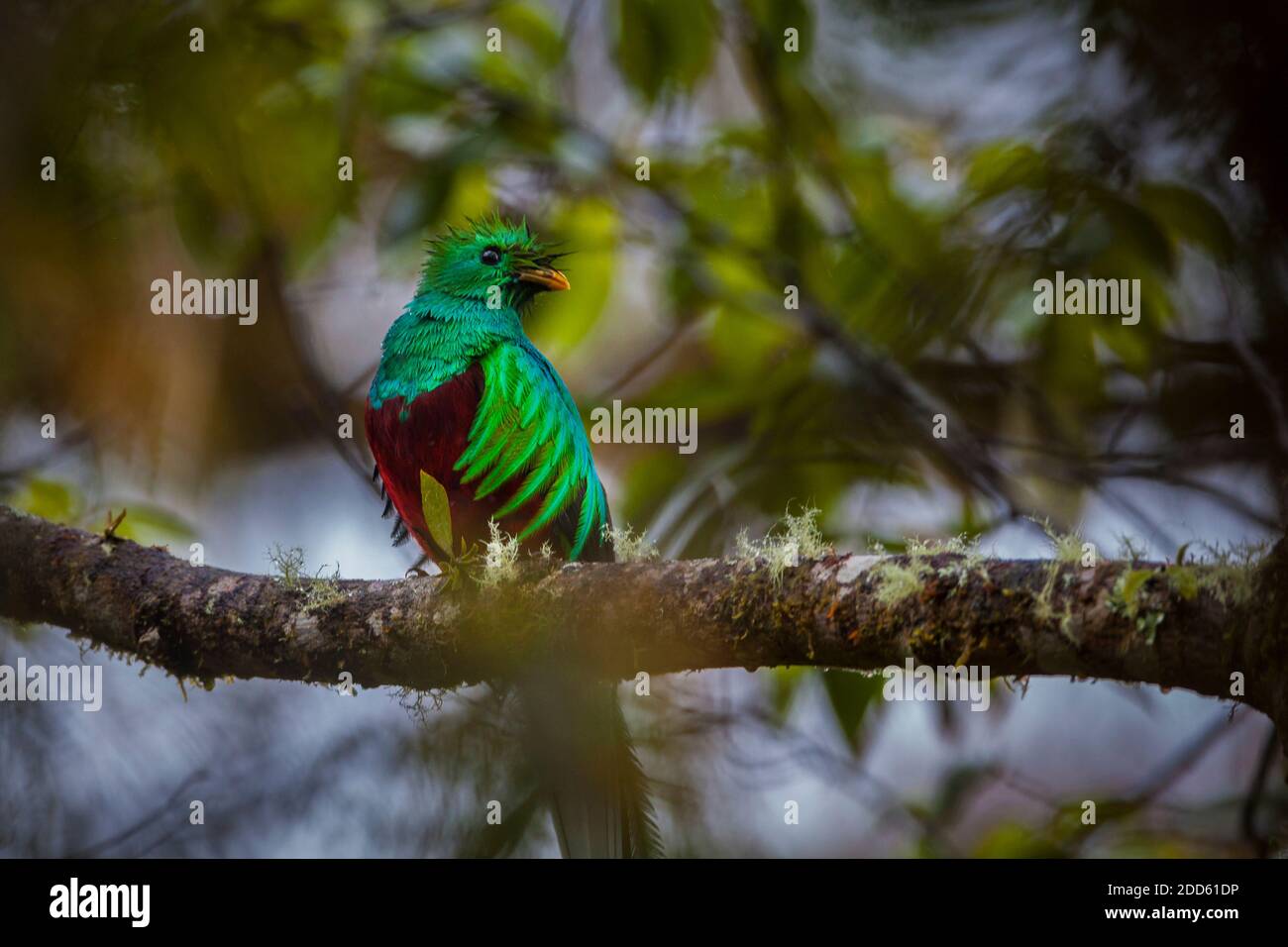 Panama faune avec un quetzal resplendent, Pharomachrus mocinno, dans la forêt nuageuse du parc national de la Amistad, province de Chiriqui, Panama. Banque D'Images