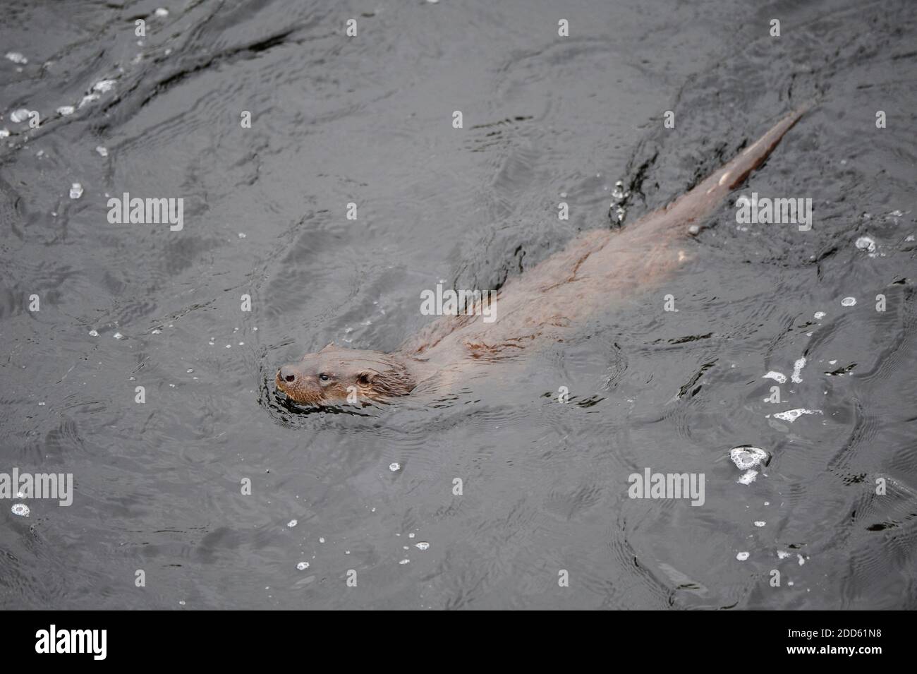 Otter nageant dans une rivière écossaise. Banque D'Images
