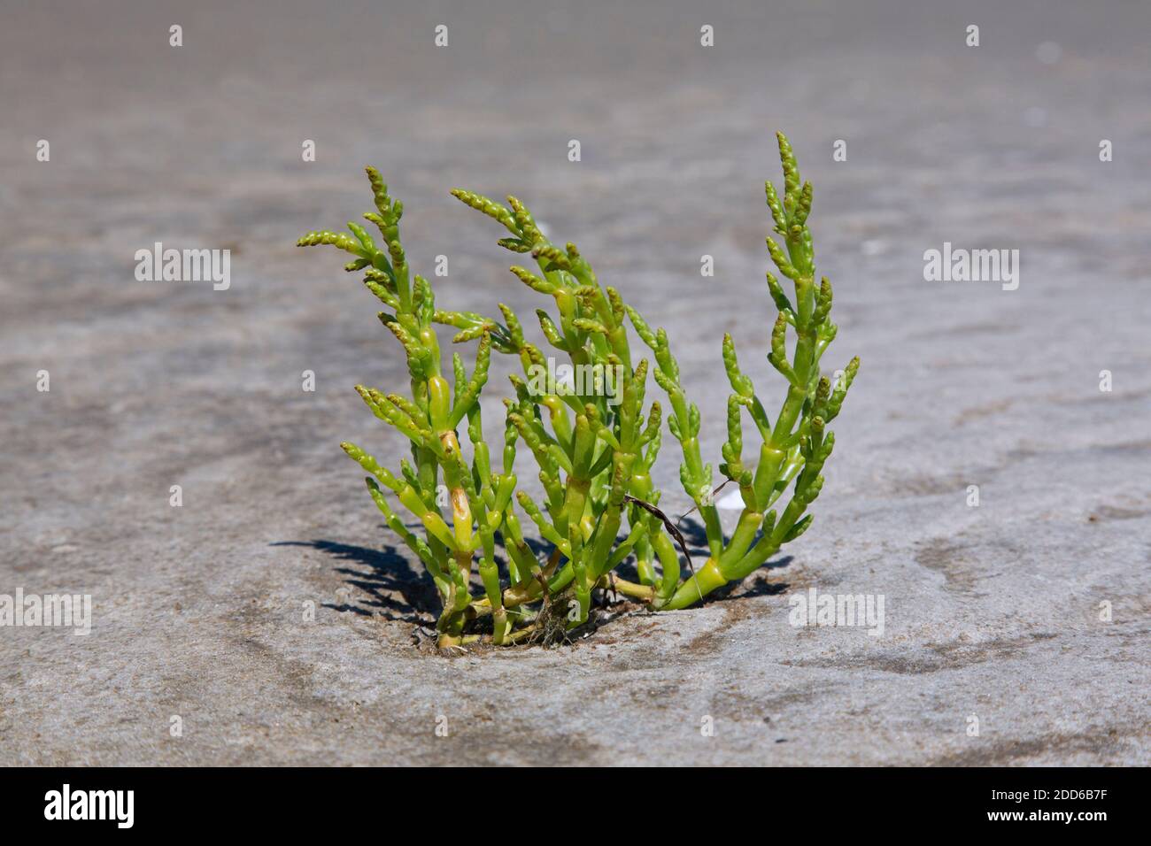 Verlasswort commun (Salicornia europaea / Salicornia brachystachya), plante annuelle halophytique à fleurs de dicot qui pousse sur le plan de boue / le plan de boue Banque D'Images