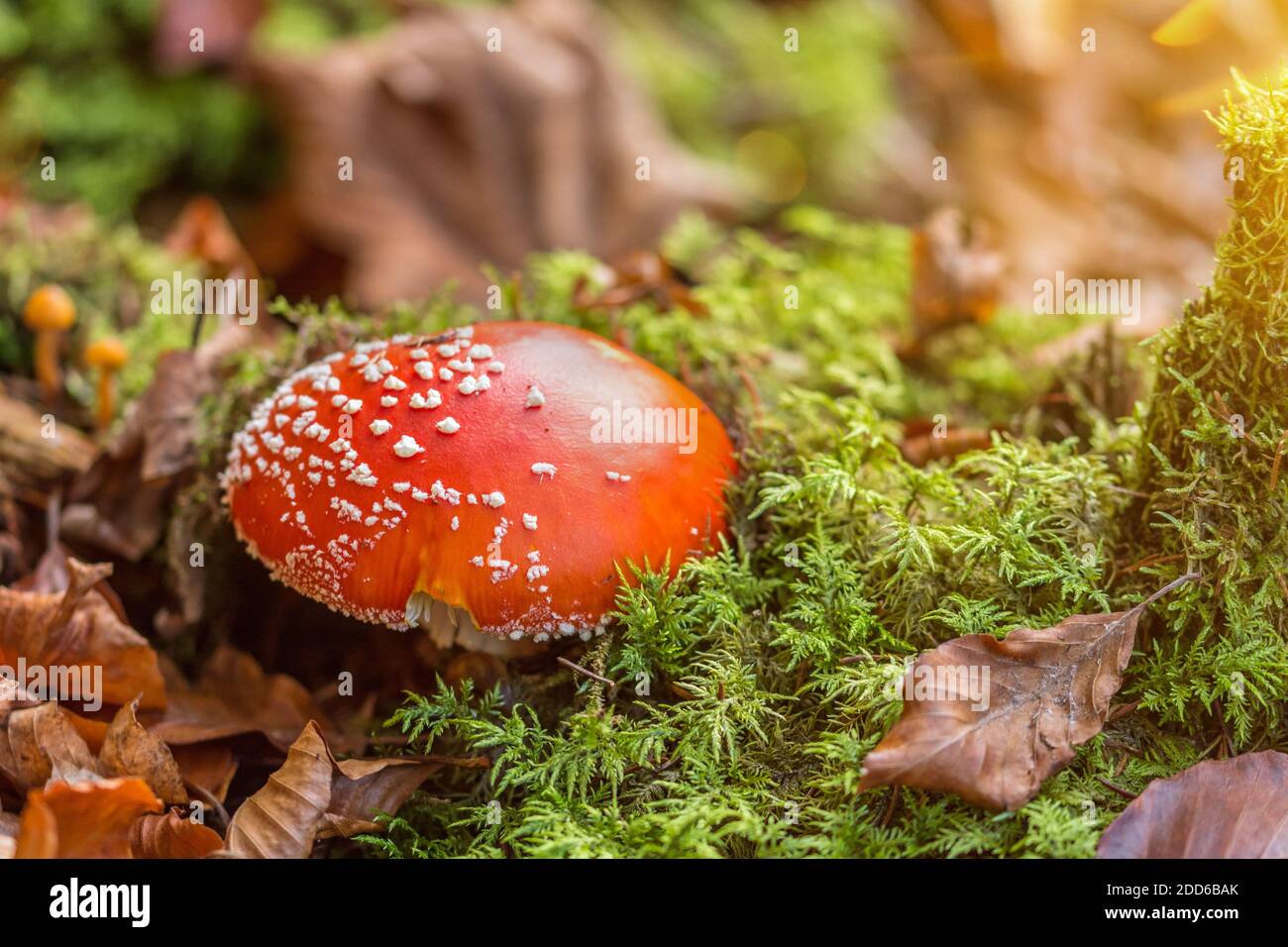 Magnifique champignon agarique de mouche rouge et mousse verte dans le forêt en plein soleil d'automne Banque D'Images