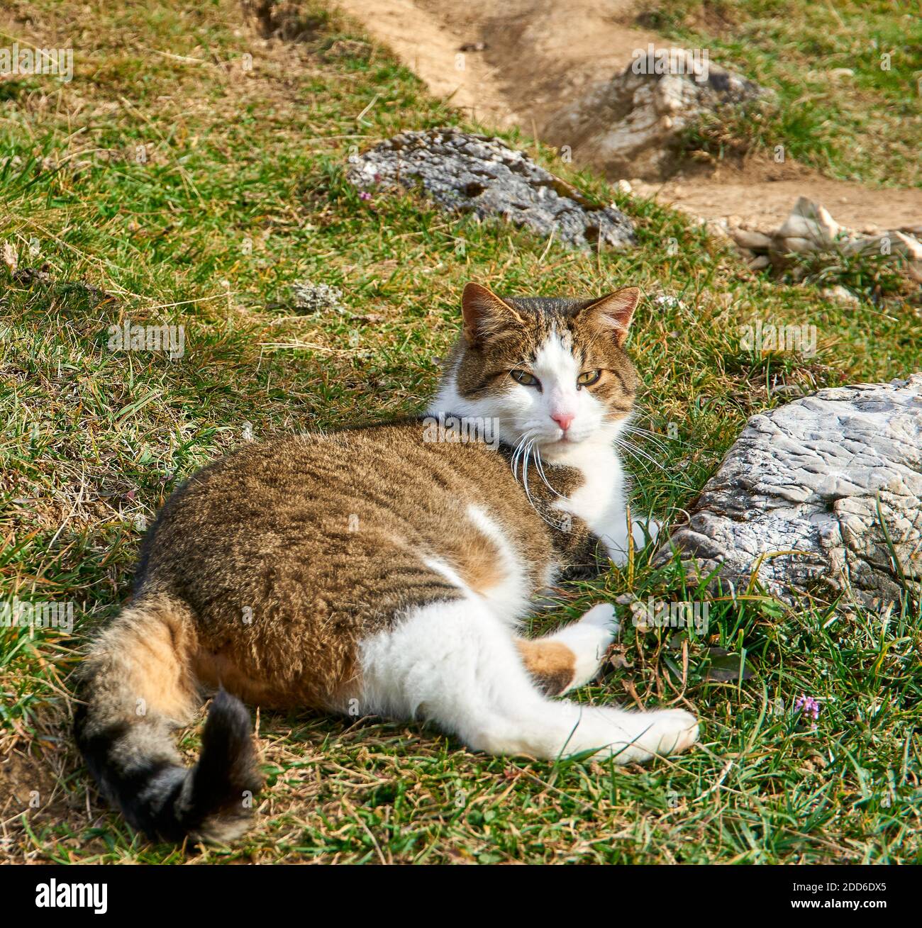 Un chat à côté d'un rocher sur un sentier de randonnée Banque D'Images