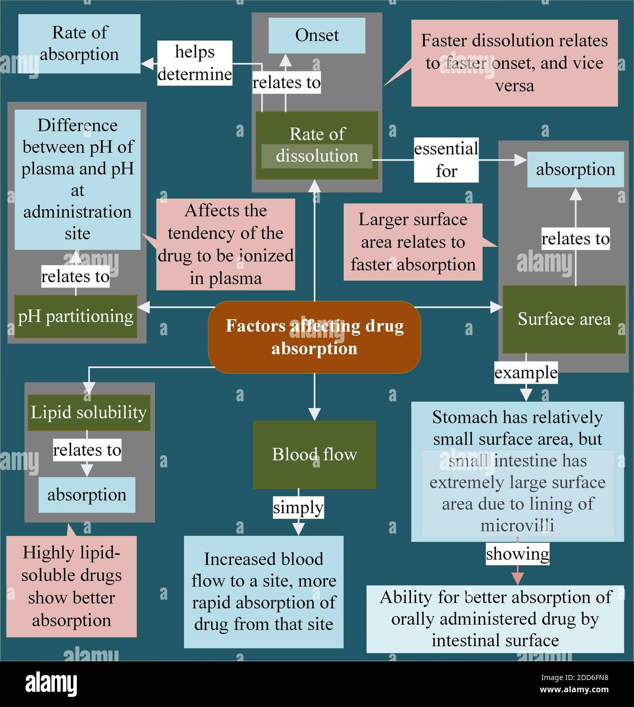 Facteurs affectant l'absorption des médicaments Banque D'Images